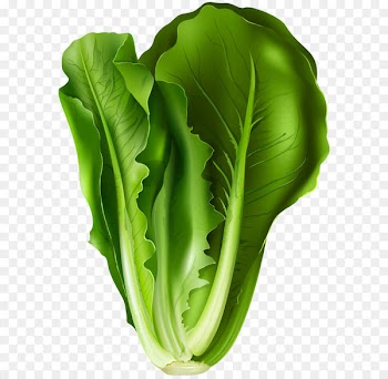 Romaine lettuce Lettuce sandwich Vegetable Clip art - Lettuce PNG Clip Art Image 