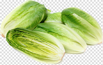 Romaine Lettuce PNG Photo