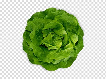 Romaine lettuce Red leaf lettuce Spring greens Vegetable, LECHUGA transparent background PNG clipart