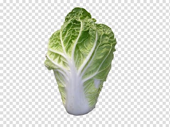 Romaine lettuce Savoy cabbage Collard greens Spring greens Cruciferous vegetables, Winter cabbage transparent background PNG clipart