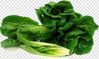 Romaine Lettuce Transparent Image