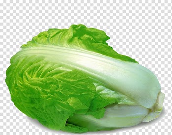 Romaine lettuce Vegetable Chinese cabbage Food, Delicious cabbage transparent background PNG clipart