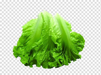 Romaine lettuce Vegetable Food, Creative vegetables transparent background PNG clipart