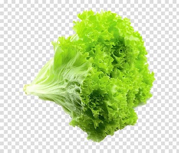 Romaine lettuce Vegetable Red leaf lettuce Rijk Zwaan, vegetable transparent background PNG clipart