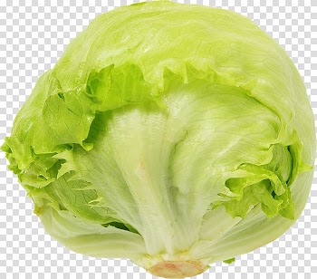 Romaine lettuce Vegetable Salad Cooking, vegetable transparent background PNG clipart