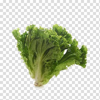 Romaine lettuce Wiener schnitzel Red leaf lettuce Vegetable, Machine butter lettuce transparent background PNG clipart