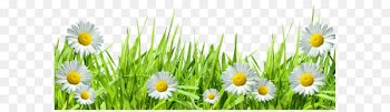 Roman chamomile Grasses Hand Computer Wallpaper - Large Transparent Grass with Dew and Daisies 