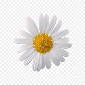 Roman chamomile Portable Network Graphics Clip art German chamomile - chamomile 