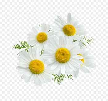 Roman chamomile Stock photography Royalty-free Flower - camomile 