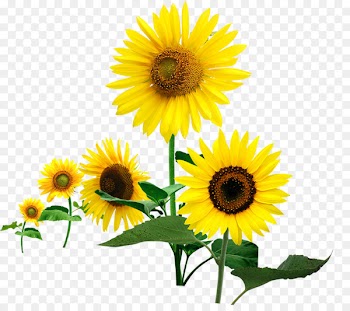 Romance Love Poster - Size of the sunflower in full bloom 