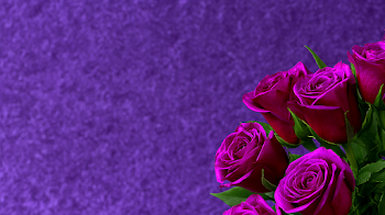 Romantic Purple Roses Background
