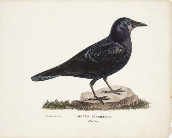 Rook, 1828 - 1838, Magnus | Free Photo - rawpixel