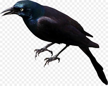Rook American crow Bird New Caledonian crow Common raven - Chinese painting raven bird 