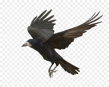 Rook Common raven Bird Carrion crow Flight - Flying Crow 