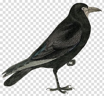 Rook Common raven Bird , crow transparent background PNG clipart