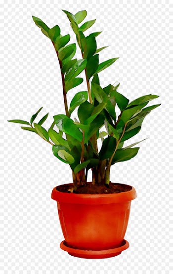 Room Plants Houseplant Sala -  