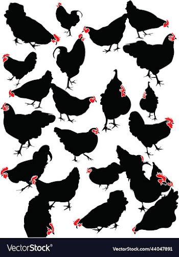 rooster animal domestic