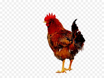 Rooster Chicken as food Beak Feather -  