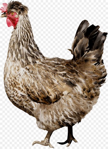 Rooster Chicken as food Beak Feather -  