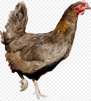 Rooster Chicken as food Fauna Beak -  