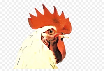 Rooster, Chicken, Beak PNG