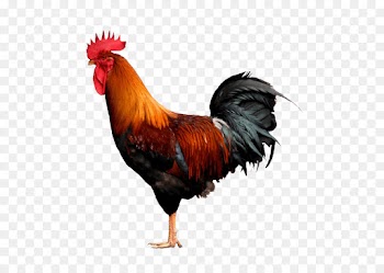Rooster, Chicken, Desktop Wallpaper, Bird PNG