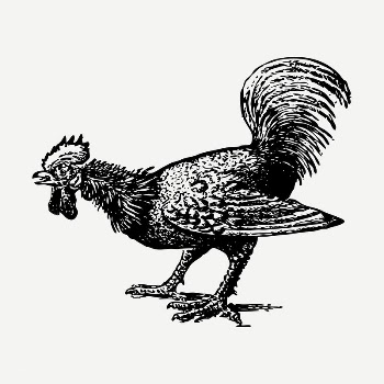 Rooster, chicken drawing, illustration psd. | Free PSD - rawpixel