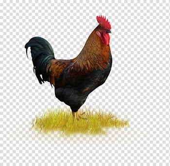 Rooster Chicken Holiday Harvest festival, chicken transparent background PNG clipart
