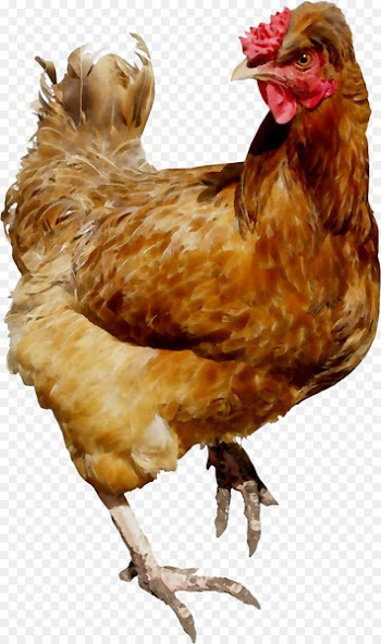 Rooster Chicken Holiday Russia Day -  