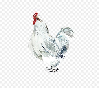 Rooster Chicken Watercolor painting Bird Illustration - Big white cock 