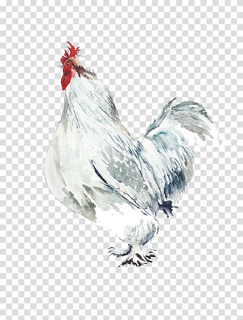 Rooster Chicken Watercolor painting Bird Illustration, Big white cock transparent background PNG clipart