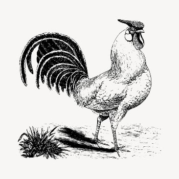 Rooster clipart, vintage hand | Free Vector - rawpixel