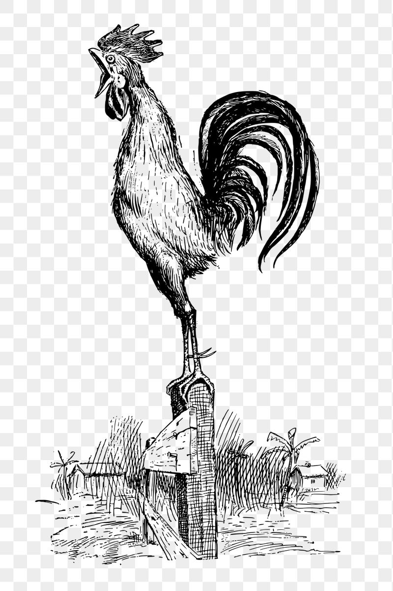 Rooster crowing png sticker, vintage | Free PNG - rawpixel