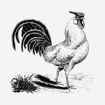  Rooster drawing, vintage illustration | Free PSD - rawpixel