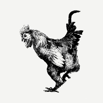 Rooster  drawing, vintage illustration | Free PSD - rawpixel