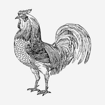 Rooster, farm animal hand drawn | Free Photo - rawpixel