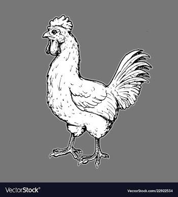  					Rooster hand drawn image vector image														