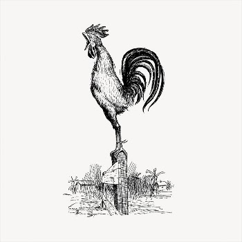 Rooster in morning   | Free Vector - rawpixel