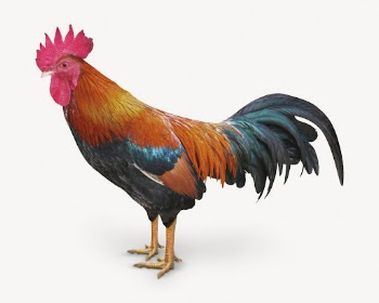 Rooster isolated on white, real | Free PSD - rawpixel