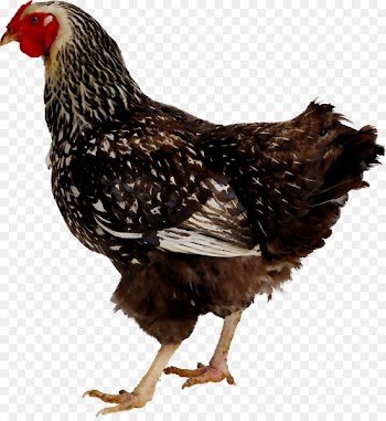 Rooster Plymouth Rock chicken Chilli chicken Portable Network Graphics Image -  