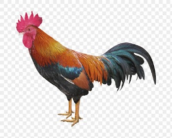 Rooster png clipart, farm animal, | Free PNG - rawpixel