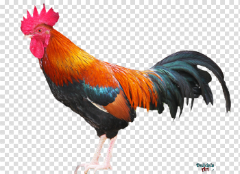 Rooster PNG Download Image