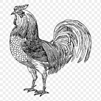 Rooster png, farm animal drawing | Free PNG - rawpixel
