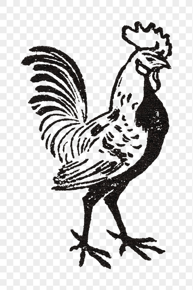 Rooster png illustrated sticker, transparent | Free PNG - rawpixel