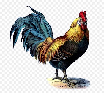 Rooster's Antiques and Home Decor Cochin chicken Vintage clothing - antique 