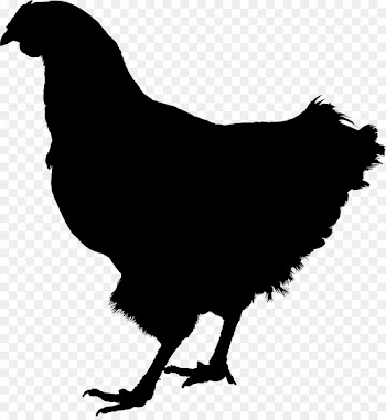 Rooster Silkie Kifaranga Hen Sticker -  