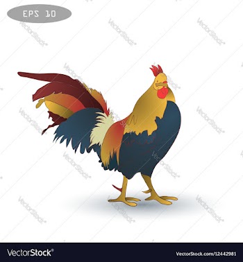 Rooster symbol 2017 on the vector image