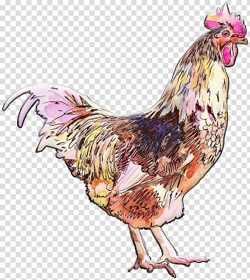Rooster Watercolor painting Drawing, chicken watercolor transparent background PNG clipart