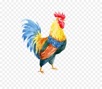 Rooster Watercolor painting Drawing Illustration - Hand painted chicken vector 