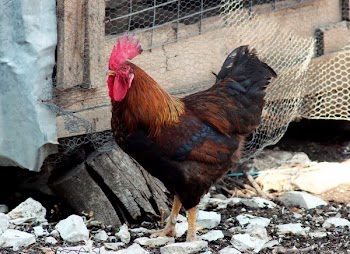 roosterCN_9975.jpg